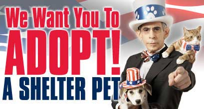 We Want You To Adopt A Shelter Pet